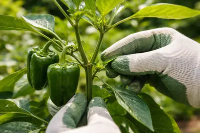 ピーマンのわき芽はどうする？育て方のコツ