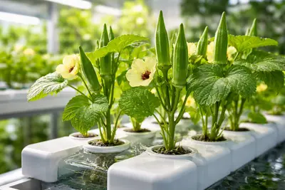 オクラの育て方：水耕栽培のコツと手順