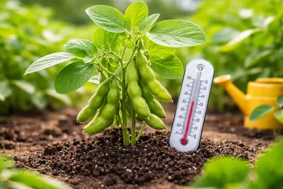 枝豆 育て方 気温は何℃が正解？