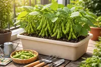 枝豆 育て方 プランター 時期はいつ？